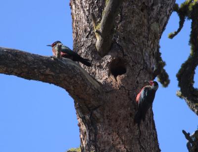 Lewis's woodpecker pair at nest