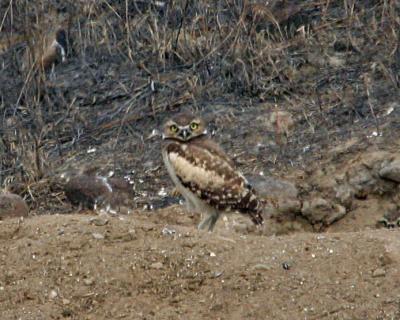 v3/08/309608/3/44864652.burrowing_owl_Selah.jpg