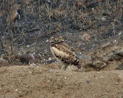 burrowing owl Selah