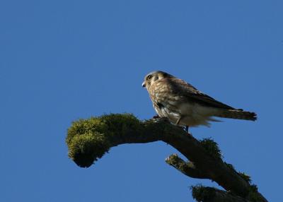kestrel female perched