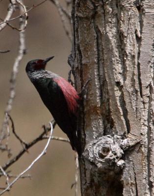 Lewis's woodpecker Oak Creek