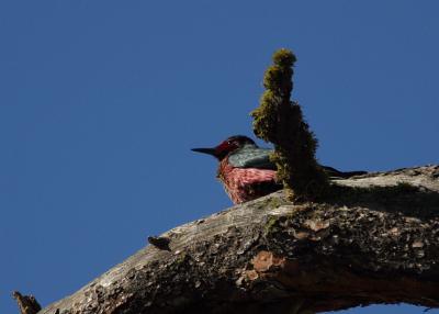 Lewis's woodpecker Wenas