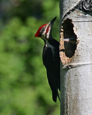male pileated and baby
