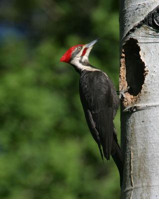 male pileated at nest while feeding