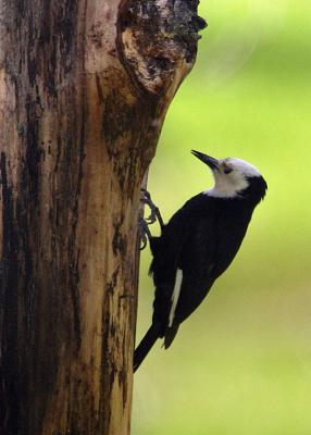 white-headed woodpecker female at nest Ahtanum