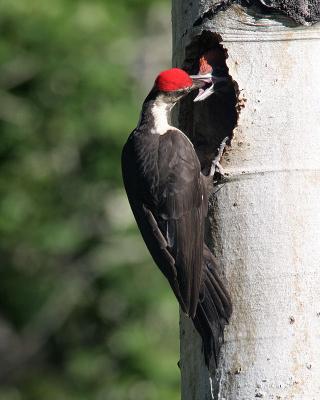 Pileated parent feeding baby