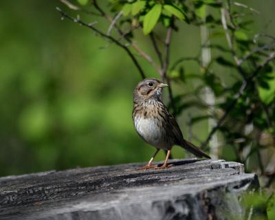 Lincoln's sparrow Ahtanum-1