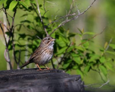 Lincoln's sparrow Ahtanum
