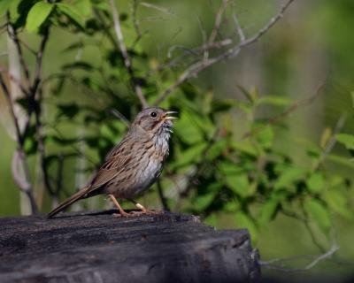 Lincoln's sparrow singing Ahtanum