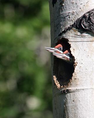 pileated babies peeking from nest hole