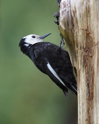 white-headed woodpecker female Ahtanum-5