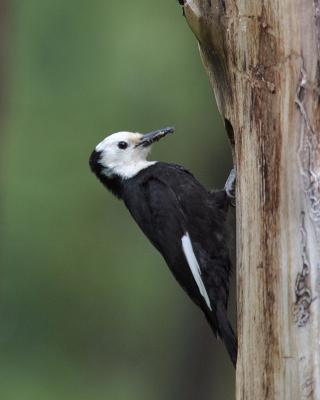 white-headed woodpecker female Ahtanum