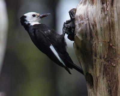 white-headed woodpecker female Ahtanum with food