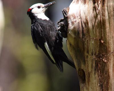 white-headed woodpecker male with food
