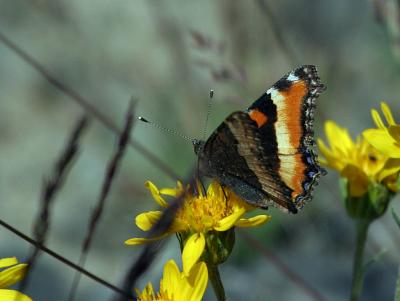 Milbert's Tortoiseshell inner and outer wing