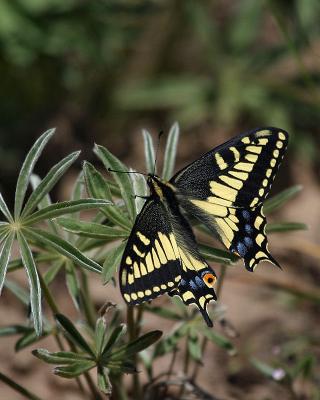 anise swallowtail Bethel Ridge-2