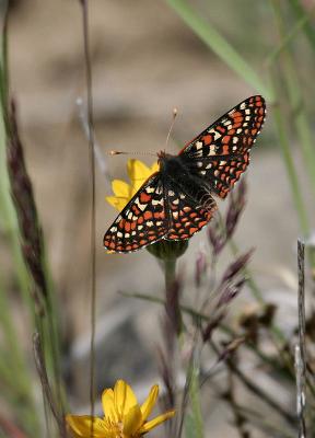 Edith's checkerspot on flower