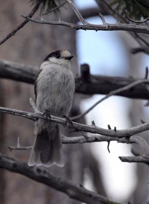 gray jay Bethel Ridge-2