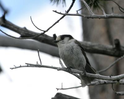 gray jay Bethel Ridge