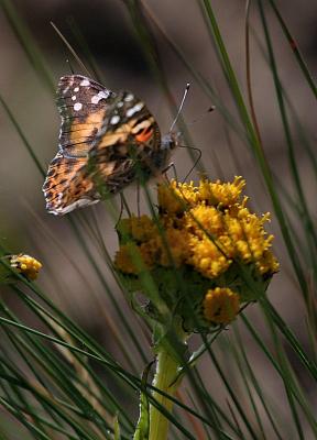 painted lady on flower-1