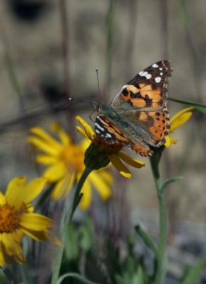 painted lady on flower-3