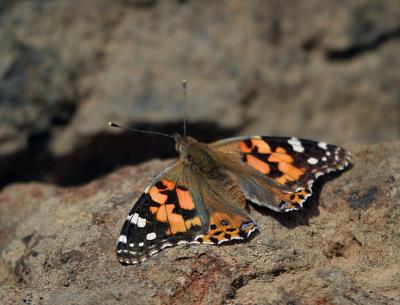 painted lady resting
