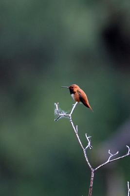 rufous male hummingbird Hause Creek-1