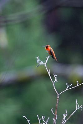 rufous male hummingbird Hause Creek