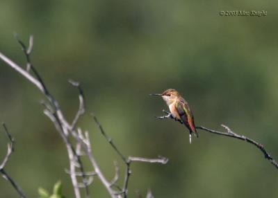 female rufous hummingbird Hause Creek-1