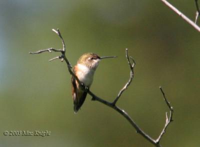 female rufous hummingbird Hause Creek