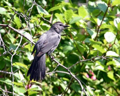 gray catbird Hause Creek-2