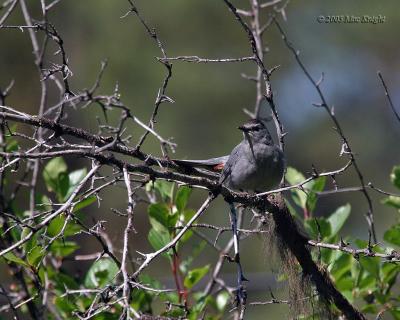 gray catbird Hause Creek