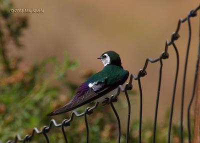 violet green swallow