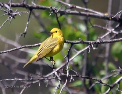 yellow warbler Hause Creek-6