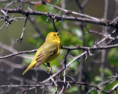 yellow warbler Hause Creek singing-1