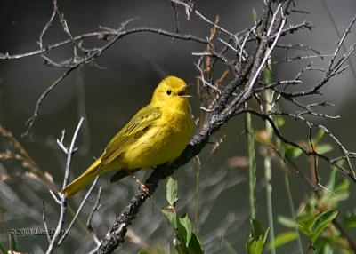 yellow warbler singing
