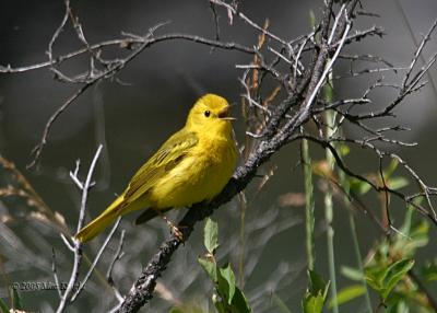 warblers_buntings_orioles