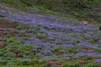 Rainier flower field