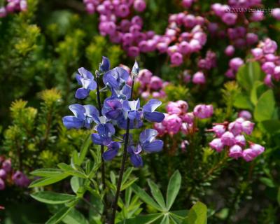 lupin and heather