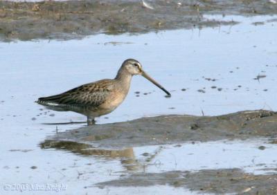 v3/08/309608/3/49852283.longbilled_dowitcher1.jpg