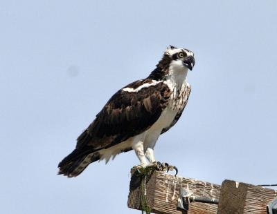 osprey perched
