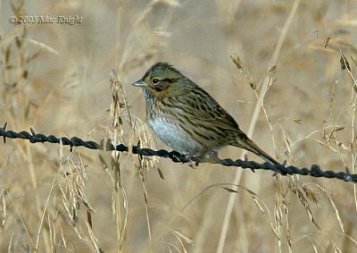 Lincoln's sparrow