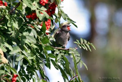 townsends solitaire with berry