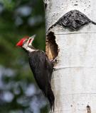 male pileated woodpecker at nest-2