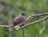 Western wood peewee Mud LakeBurn