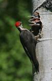 female pileated and babies