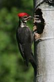 male pileated feeding baby