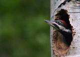 pileated baby female