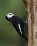 white-headed woodpecker female Ahtanum-1