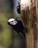 white-headed woodpecker male Ahtanum